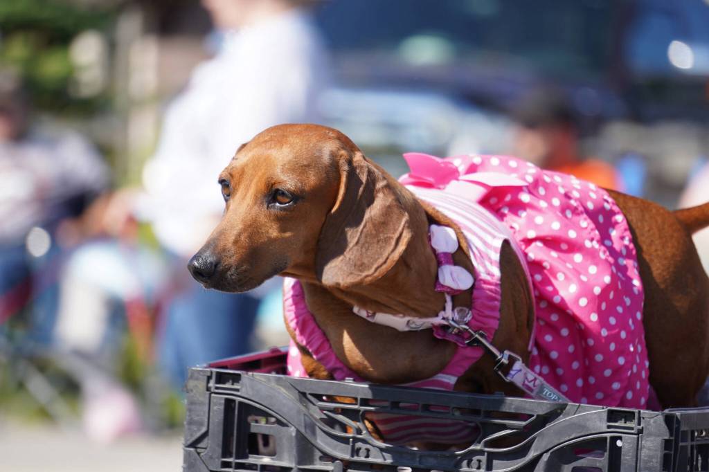 One of the Weenies on Parade proceeds down Binkley Avenue in Soldotna, Alaska, part of the Progress Days Parade on Saturday, July 22, 2023. (Jake Dye/Peninsula Clarion)