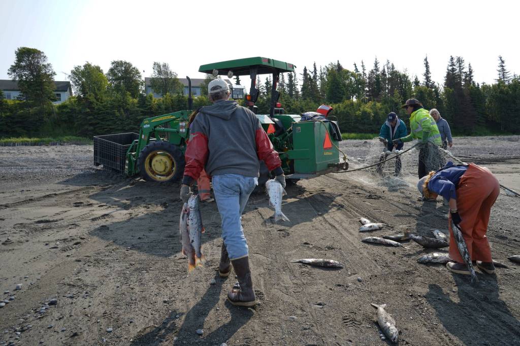 Gary Hollier carries sockeye salmon up to a waiting container at a test site for selective harvest setnet gear in Kenai, Alaska, on Tuesday, July 25, 2023. (Jake Dye/Peninsula Clarion)