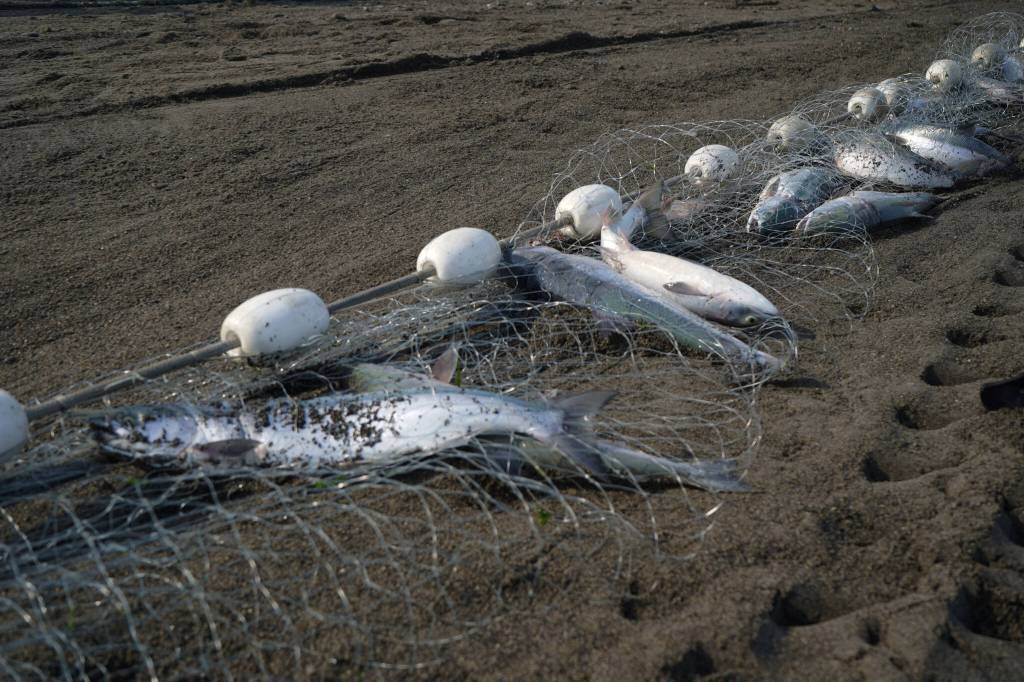Sockeye salmon are caught in a set gillnet at a test site for selective harvest setnet gear in Kenai, Alaska, on Tuesday, July 25, 2023. (Jake Dye/Peninsula Clarion)