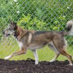 Bella tests out the newly opened Kenai Bark Park in Kenai, Alaska, on Friday, July 28, 2023. (Jake Dye/Peninsula Clarion)
