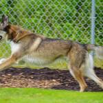 Bella tests out the newly opened Kenai Bark Park in Kenai, Alaska, on Friday, July 28, 2023. (Jake Dye/Peninsula Clarion)