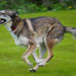 Bella tests out the newly opened Kenai Bark Park in Kenai, Alaska, on Friday, July 28, 2023. (Jake Dye/Peninsula Clarion)
