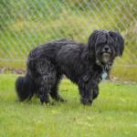 Xulu tests out the newly opened Kenai Bark Park in Kenai, Alaska, on Friday, July 28, 2023. (Jake Dye/Peninsula Clarion)