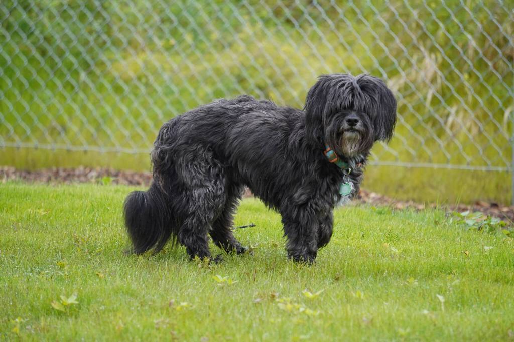 Xulu tests out the newly opened Kenai Bark Park in Kenai, Alaska, on Friday, July 28, 2023. (Jake Dye/Peninsula Clarion)