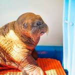 The walrus patient admitted to the Alaska SeaLife Center Wildlife Response Program on Aug. 1,
2023, from the North Slope of Alaska. (Photo courtesy Kaiti Grant/Alaska SeaLife Center)