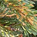 A close-up view of spruce tip rust on spruce tips on the Kenai Peninsula. (Photo by USFWS/Kris Inman)