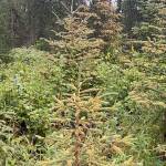 Spruce trees on the Kenai Peninsula show the magnitude of spruce tip rust this year. (Photo by Todd Esklin/USFWS)