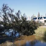 A fallen tree reaches onto Kalifornky Beach Road in Soldotna, Alaska, as cars drive by on Friday, Sept. 1, 2023. (Jake Dye/Peninsula Clarion)