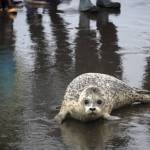 A harbor seal rescued earlier this year by the Alaska SeaLife Center, Tuber, enters the waters of Cook Inlet after being released on the Kenai Beach in Kenai, Alaska, on Thursday, Sept. 7, 2023. (Jake Dye/Peninsula Clarion)