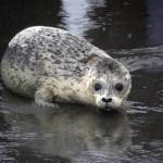 A harbor seal rescued earlier this year by the Alaska SeaLife Center, Tuber, enters the waters of Cook Inlet after being released on the Kenai Beach in Kenai, Alaska, on Thursday, Sept. 7, 2023. (Jake Dye/Peninsula Clarion)