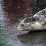 A harbor seal rescued earlier this year by the Alaska SeaLife Center, Tuber, enters the waters of Cook Inlet after being released on the Kenai Beach in Kenai, Alaska, on Thursday, Sept. 7, 2023. (Jake Dye/Peninsula Clarion)