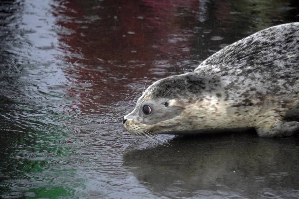 A harbor seal rescued earlier this year by the Alaska SeaLife Center, Tuber, enters the waters of Cook Inlet after being released on the Kenai Beach in Kenai, Alaska, on Thursday, Sept. 7, 2023. (Jake Dye/Peninsula Clarion)