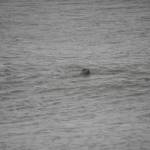 A harbor seal rescued earlier this year by the Alaska SeaLife Center, Tuber, looks back from the waters of Cook Inlet after being released on the Kenai Beach in Kenai, Alaska, on Thursday, Sept. 7, 2023. (Jake Dye/Peninsula Clarion)