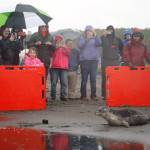 A harbor seal rescued earlier this year by the Alaska SeaLife Center, Darth Tater, enters the waters of Cook Inlet before crowds and cameras on the Kenai Beach in Kenai, Alaska, on Thursday, Sept. 7, 2023. (Jake Dye/Peninsula Clarion)