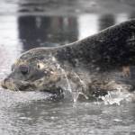 A harbor seal rescued earlier this year by the Alaska SeaLife Center, Darth Tater, enters the waters of Cook Inlet on the Kenai Beach in Kenai, Alaska, on Thursday, Sept. 7, 2023. (Jake Dye/Peninsula Clarion)