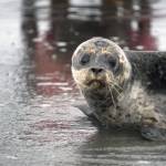 A harbor seal rescued earlier this year by the Alaska SeaLife Center, Darth Tater, enters the waters of Cook Inlet on the Kenai Beach in Kenai, Alaska, on Thursday, Sept. 7, 2023. (Jake Dye/Peninsula Clarion)