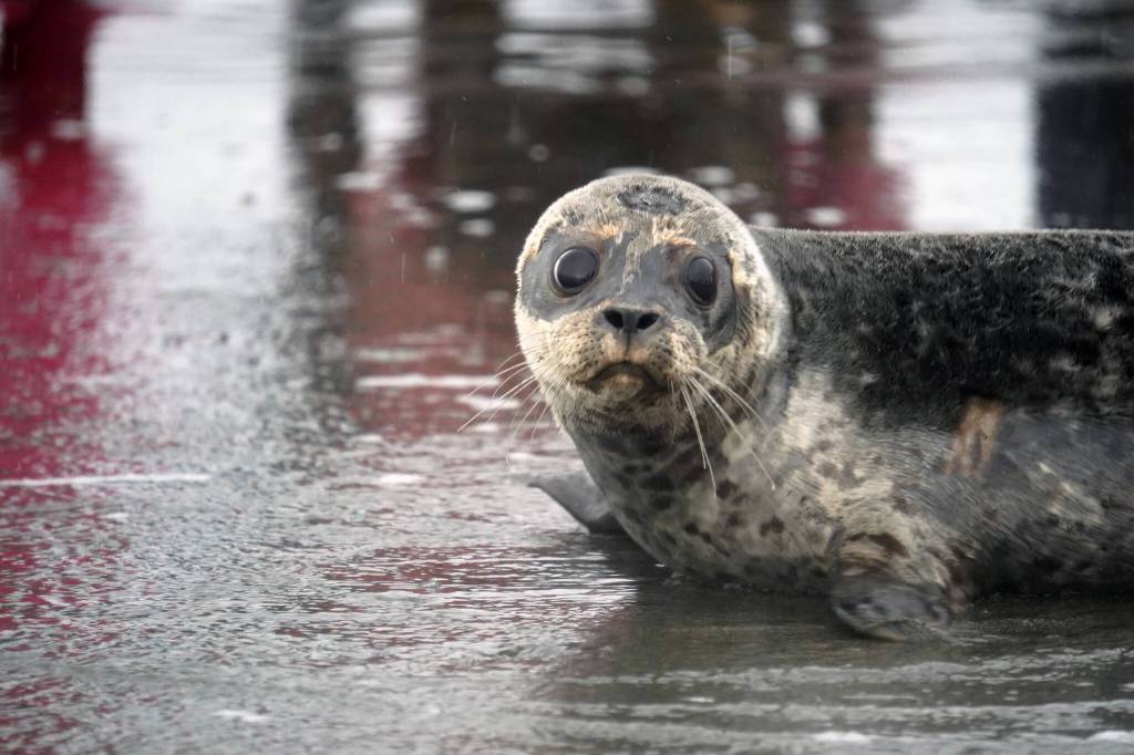 A harbor seal rescued earlier this year by the Alaska SeaLife Center, Darth Tater, enters the waters of Cook Inlet on the Kenai Beach in Kenai, Alaska, on Thursday, Sept. 7, 2023. (Jake Dye/Peninsula Clarion)