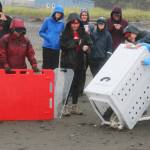 Staff from the Alaska SeaLife Center help release two harbor seal pups into Cook Inlet on Thursday, Sept. 7, 2023 in Kenai, Alaska. (Ashlyn OHara/Peninsula Clarion)