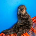 A female northern sea otter rescued in Kenai on Monday, Sept. 4, 2023, is seen at the Alaska SeaLife Center in Seward, Alaska. (Photo courtesy Kaiti Grant/Alaska SeaLife Center)