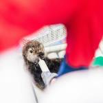 A female northern sea otter rescued in Kenai on Monday, Sept. 4, 2023, is seen at the Alaska SeaLife Center in Seward, Alaska. (Photo courtesy Kaiti Grant/Alaska SeaLife Center)