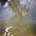 Water pools alongside Big Eddy Road in Soldotna, Alaska, on Wednesday, Sept. 13, 2023. (Jake Dye/Peninsula Clarion)