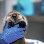 Alaska SeaLife Center veterinary technician Jessica Davis holds the newborn otter pup patient who was admitted into the centers Wildlife Response Program on Sept. 9. The pup was estimated to be less than a day old when it was admitted as a patient. (Photo courtesy Peter Sculli/Alaska SeaLife Center)