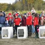 Jake Dye/Peninsula Clarion
Seals rescued earlier this summer by the Alaska SeaLife Center await release on the North Kenai Beach on Saturday.