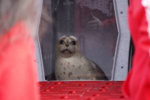 A seal rescued earlier this summer by the Alaska SeaLife Center awaits release on the North Kenai Beach in Kenai, Alaska, on Saturday, Sept. 23, 2023. (Jake Dye/Peninsula Clarion)