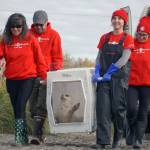 A seal rescued earlier this summer by the Alaska SeaLife Center is carried down North Kenai Beach in Kenai, Alaska, on Saturday, Sept. 23, 2023. (Jake Dye/Peninsula Clarion)