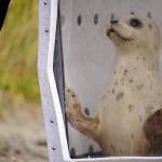 A seal rescued earlier this summer by the Alaska SeaLife Center awaits release on the North Kenai Beach in Kenai, Alaska, on Saturday, Sept. 23, 2023. (Jake Dye/Peninsula Clarion)