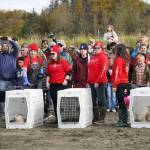 Seals rescued earlier this summer by the Alaska SeaLife Center await release on the North Kenai Beach in Kenai, Alaska, on Saturday, Sept. 23, 2023. (Jake Dye/Peninsula Clarion)
