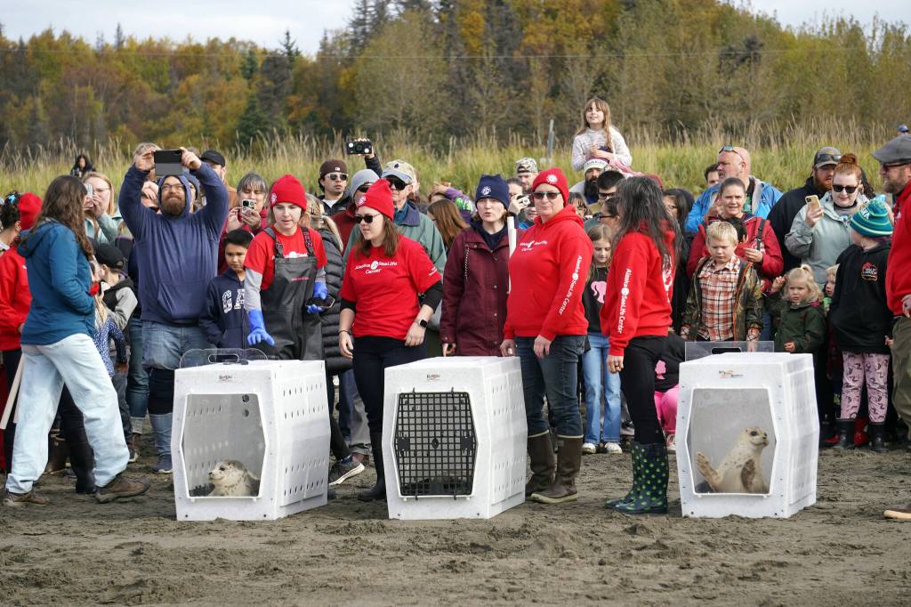 Seals rescued earlier this summer by the Alaska SeaLife Center await release on the North Kenai Beach in Kenai, Alaska, on Saturday, Sept. 23, 2023. (Jake Dye/Peninsula Clarion)