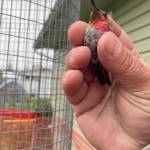 This adult male Annas hummingbird was captured, banded and released in Soldotna, Alaska, in June 2023. (Photo by T. Eskelin, USFWS)
