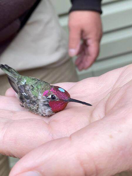 The banded Annaճ hummingbird is being released and flew away seconds after the photo was taken. (Photo by T. Eskelin, USFWS)