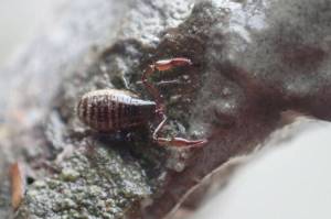 The intertidal pseudoscorpion (Halobisium occidentale) is the second species of pseudoscorpion to be documented on the Kenai National Wildlife Refuge. (Photo courtesy USFWS)