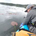 U.S. Fish and Wildlife Service Biological Technician Steve Hoekwater collects an eDNA water sample from Berg Lake on Kenai National Wildlife Refuge on June 7, 2023, as part of an effort to detect invasive northern pike (Esox lucius). Photo by Nathan Davis/USFWS