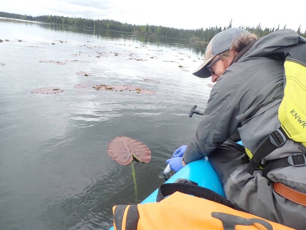 U.S. Fish and Wildlife Service Biological Technician Steve Hoekwater collects an eDNA water sample from Berg Lake on Kenai National Wildlife Refuge on June 7, 2023, as part of an effort to detect invasive northern pike (Esox lucius). Photo by Nathan Davis/USFWS