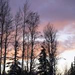 Tree branches covered in snow stretch out over powerlines along Murwood Avenue in Soldotna, Alaska, on Wednesday, Nov. 15, 2023. (Jake Dye/Peninsula Clarion)