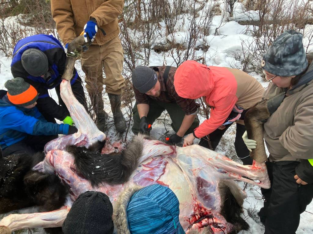 Jesse Bjorkman guides students in skinning a moose on an educational moose hunt in Nikiski, Alaska, on Saturday, Dec. 2, 2023. (Photo provided by Jesse Bjorkman)