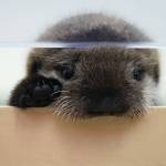 An 8-week-old sea otter rescued from Seldovia, Alaska, peaks out of his enclosure at Shedd Aquarium Wednesday, Dec. 6, 2023, in Chicago. The otter was found alone and malnourished and was taken to the Alaska SeaLife Center in Seward, Alaska, which contacted Shedd, and the Chicago aquarium was able to take the otter in. He will remain quarantined for a few months while he learns to groom and eat solid foods before being introduced to Shedds five other sea otters. (AP Photo/Erin Hooley)
