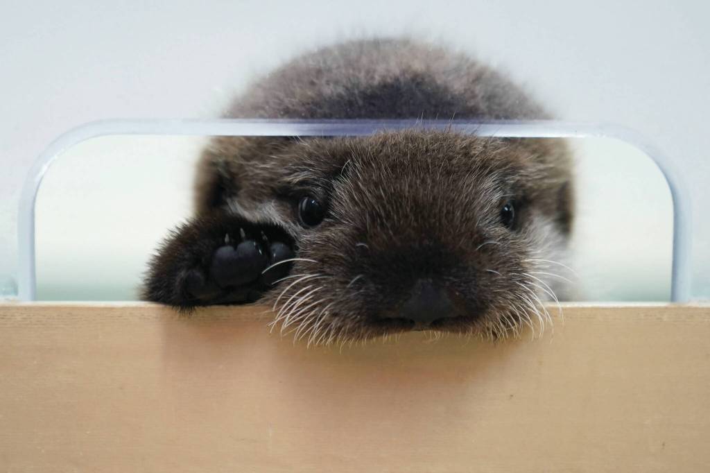 An 8-week-old sea otter rescued from Seldovia, Alaska, peaks out of his enclosure at Shedd Aquarium Wednesday, Dec. 6, 2023, in Chicago. The otter was found alone and malnourished and was taken to the Alaska SeaLife Center in Seward, Alaska, which contacted Shedd, and the Chicago aquarium was able to take the otter in. He will remain quarantined for a few months while he learns to groom and eat solid foods before being introduced to Shedds five other sea otters. (AP Photo/Erin Hooley)