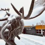 The bronze statue depicting a giant Kenai Moose of the early 19s stands to welcome present-day guests to the Kenai National Wildlife Refuge Visitor Center in Soldotna, Alaska. (Photo by USFWS)
