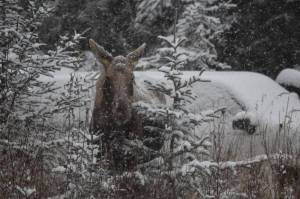 A moose is seen on Murwood Avenue in Soldotna Alaska on Tuesday, Oct 25, 2022. (Jake Dye/Peninsula Clarion)