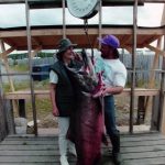 Angler Christine Kuehn stands with Guide Jeff Moore and an 86 pound king salmon they pulled from the Kenai River in Soldotna, Alaska, on June 28, 1995. (M. Scott Moon/Peninsula Clarion File)