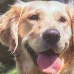 Toni Loop holds a homemade greeting cards intended for donation to military servicemembers. (Photo courtesy Toni Loop)