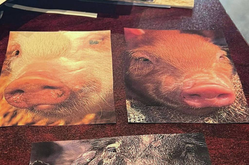 Images of pigs are cut from calendars to be used in making greeting cards for military servicemembers.