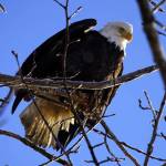 An eagle prepares to take off from a branch rimed with frost at the Kenai Bluff Overlook in Kenai, Alaska, on Thursday, Jan. 25, 2024. (Jake Dye/Peninsula Clarion)