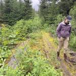 An overgrown log bridge on the Port Graham Road. (Photo by Sarah Apsens/USFWS)