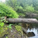 Example of a culvert blocked by natural materials on Port Graham Road. (Photo by Sarah Apsens/USFWS)