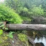 Example of a culvert blocked by natural materials on Port Graham Road. (Photo by Sarah Apsens/USFWS)